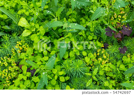 natural background - lawn during rain natural background - lawn during rain 54742697