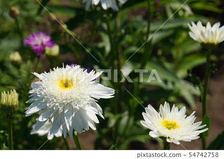 A wonderfully blooming letter of Shasta Daisy A wonderfully blooming letter of Shasta Daisy 54742758