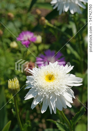 A wonderfully blooming letter of Shasta Daisy A wonderfully blooming letter of Shasta Daisy 54742760