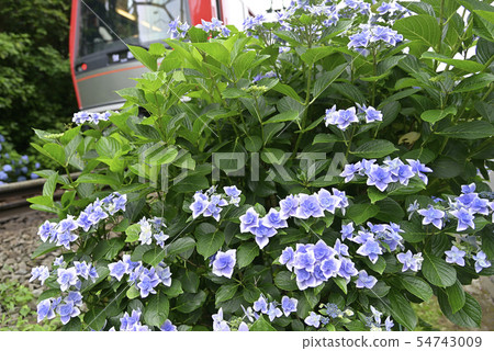 Ajisai Train Type 3000 【2019】 Hakone Tozan Railway Engraving Forest 【Kanagawa Prefecture】 54743009