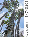 棕櫚樹 54743205