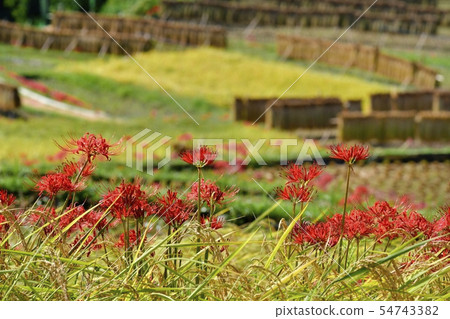 Higanbana blooming Terakasaka Tanada Higanbana blooming Terakasaka Tanada 54743382