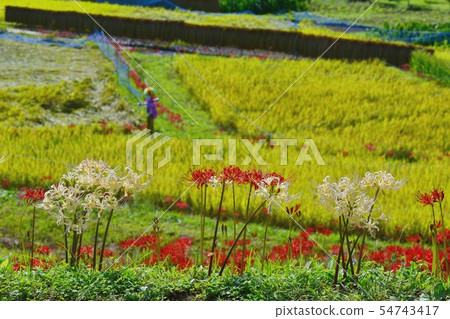 Terakasaka Tanada blooming red and white higanbana 54743417