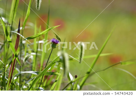 Nobunshi和Tsuyushi-mushi盛開的terabana梯田 Nobunshi和Tsuyushi-mushi盛開的terabana梯田 54743420