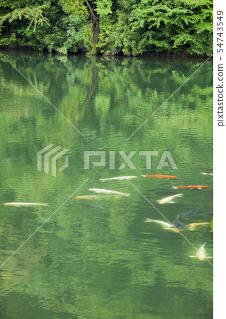 池塘里的鯉魚 54743549