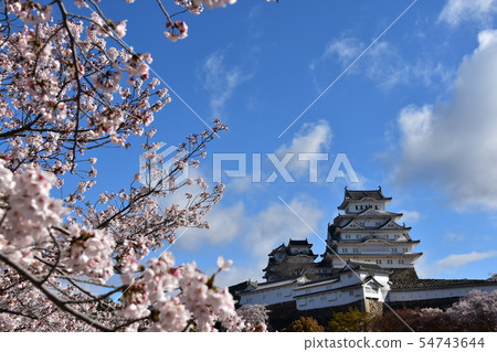 日本兵庫縣姬路市姬路城,世界遺產美麗的櫻花,藍天和城堡塔 日本兵庫縣姬路市姬路城,世界遺產美麗的櫻花,藍天和城堡塔 54743644