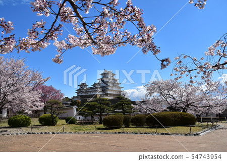 日本兵庫縣姬路市姬路城,世界遺產美麗的櫻花,藍天和城堡塔 日本兵庫縣姬路市姬路城,世界遺產美麗的櫻花,藍天和城堡塔 54743954