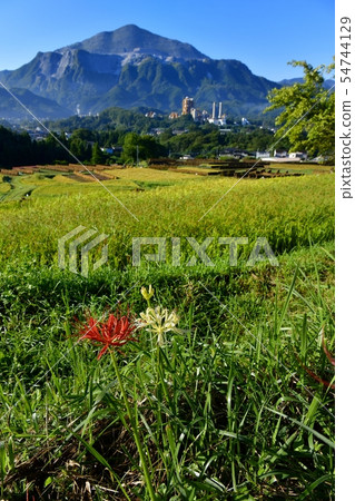 Mt. Buko in red and white higanbana blooming in the autumn Terakasaka Tanada 54744129