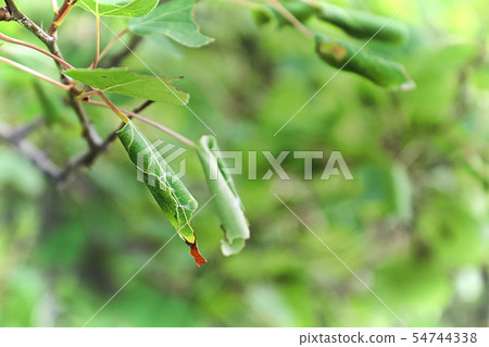 Rolled up leaves from a Leaf Roller Larvae 54744338