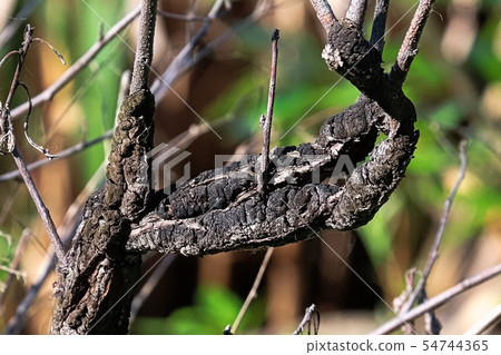 Closeup of Black Knot covering a branch Closeup of Black Knot covering a branch 54744365