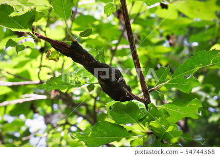 A mass of fungus growth on a tree in full leaf 54744368