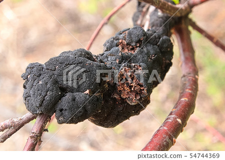 A macro view of Blackknot disease on a branch A macro view of Blackknot disease on a branch 54744369