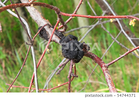 Black Knot disease growing on a cherry tree Black Knot disease growing on a cherry tree 54744371