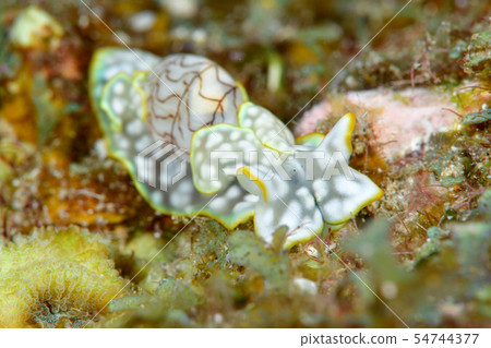 Conch Conch 54744377