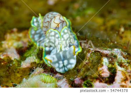 Konshiborigai Konshiborigai 54744378