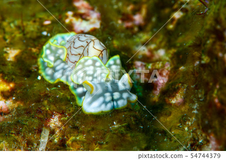 Konshiborigai 54744379