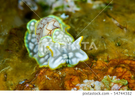 Konshiborigai 54744382