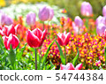 Tulip 54744384