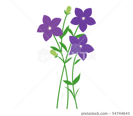 中國桔梗 54744643