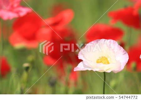 Poppy 124 Poppy 124 54744772