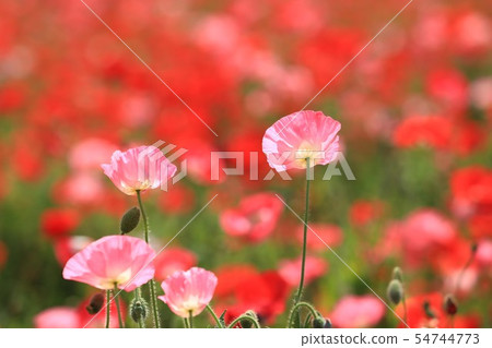 Poppy 125 Poppy 125 54744773