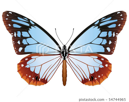 Asagi madara 54744965