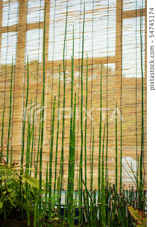 Hassan, botanical garden, greenhouse Hassan, botanical garden, greenhouse 54745174
