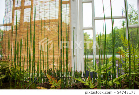 Hassan, botanical garden, greenhouse Hassan, botanical garden, greenhouse 54745175