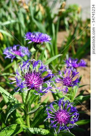 尊嚴的Centorair Montana 54745234