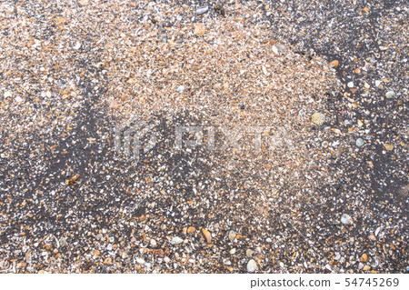 Scattered shells on a black beach Scattered shells on a black beach 54745269
