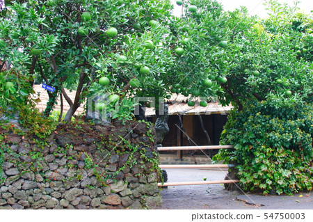鎮民俗村,韓屋,茅草屋,城鎮,城牆, 鎮民俗村,韓屋,茅草屋,城鎮,城牆, 54750003