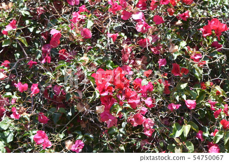 Monaco Rose Garden Rose Monaco Rose Garden Rose 54750067