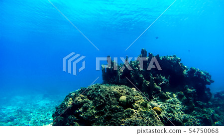 Shiga Prefecture underwater photography at Tokashika Island on Okinawa Tokashikijima Shiga Prefecture underwater photography at Tokashika Island on Okinawa Tokashikijima 54750068