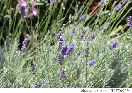 Monaco Rose Garden Rose 54750069