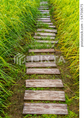 Pathways in green rice fields, beautiful to nature 54750675
