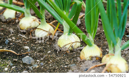 野外工作風景洋蔥場16：9 54750921