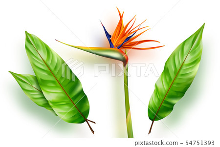 Strelitzia reginae, bird of paradise vector 54751393