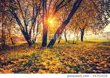 Bright trees in sunny autumn park 54751419
