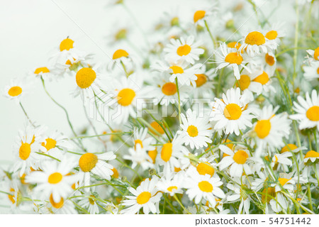 Fresh bouquet of camomiles 54751442