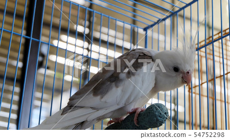 White faced pied cockatiel standing on a perch. 54752298