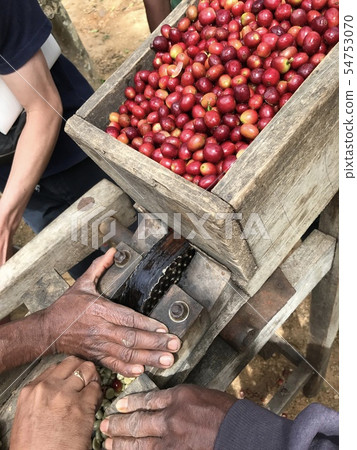Coffee cherry removal 54753070