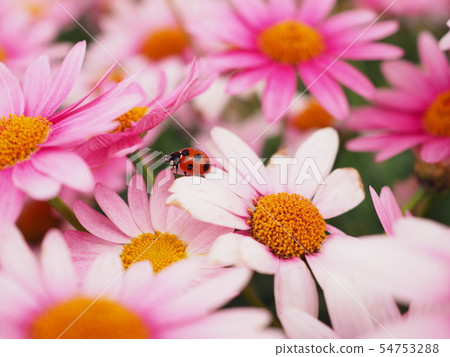 Ladybug and Margaret 54753288