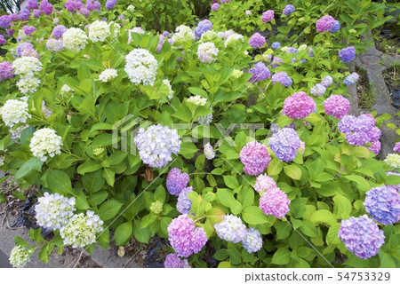 繡球花(兵庫縣西宮市)在仁川百合鎮滑坡博物館前 繡球花(兵庫縣西宮市)在仁川百合鎮滑坡博物館前 54753329