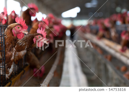 Chicken in the factory, Hens in cages industrial 54753816