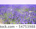 Kirara薰衣草田 54753988