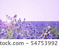 Kirara薰衣草田 54753992