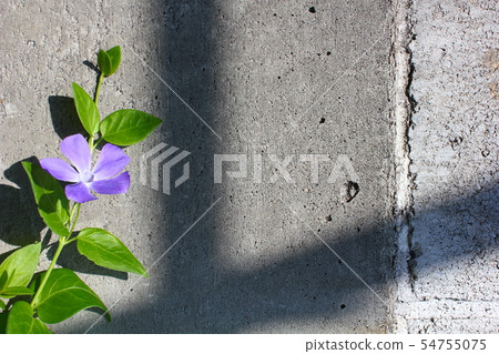 Purple flower Purple flower 54755075
