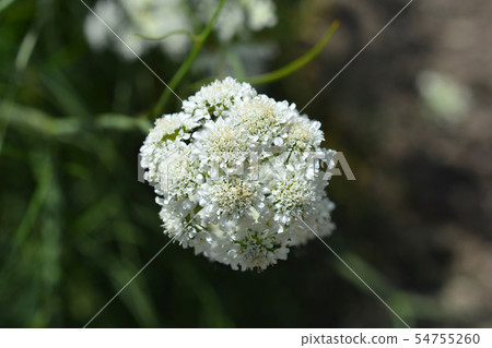 Corky-fruited water-dropwort 54755260