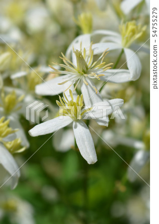 Erect clematis Erect clematis 54755279