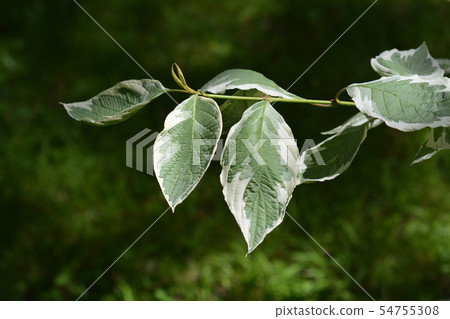 Silver and Gold Red-osier Dogwood Silver and Gold Red-osier Dogwood 54755308